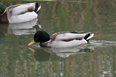 Güneşli bir öğleden sonra iki ördek sakin bir göletin üzerinde sorunsuzca süzülür. Bereketli yeşillik durgun suya yansıyarak sakin bir atmosfer yaratıyor..