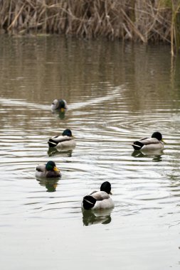 Bir grup ördek sessiz bir göletin yüzeyinde süzülür. Su sakindir, hafif dalgalanmalarla ve arka planda sazlıklar görülebilir. Sahne, doğadaki huzurlu bir anı yakalar..