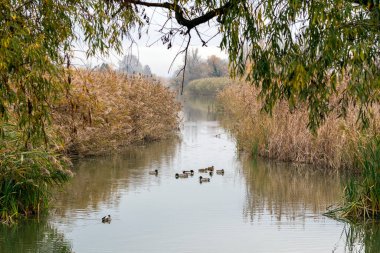 Ördekler, uzun kamışların çerçevelediği yumuşak sabah ışığı altında huzurlu bir nehirde süzülür. Atmosfer sakin, sonbaharda doğanın güzelliğini yansıtıyor..