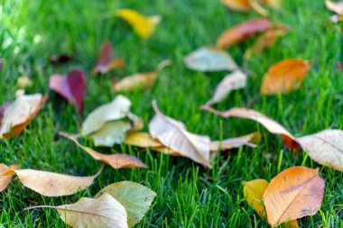 Sarı, turuncu ve kırmızı tonlarda düşen yapraklar yemyeşil çimenleri kaplayarak sonbaharın güzelliğini yakalar. Bu sakin sahne, sonbahar sezonunda doğanın en iyi halini vurgular..