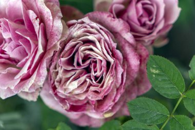 Üç canlı pembe gül, yeşil yapraklarla çevrili, bahar öğleden sonrasının yumuşak güneşinde güneşlenen, gelişen bir bahçe ortamında karmaşık yapraklarını sergiliyor..