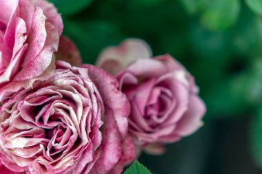 Narin pembe güller, bulanık yeşil bir arkaplan karşısında ince renk varyasyonlarıyla tüm yapraklarını sergiliyorlar. Huzurlu bir bahçe ortamındaki doğanın güzelliğini somutlaştırıyorlar..