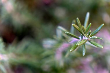 Yeşil biberiye yapraklarının yakın görüntüsü bahçede yetişen bu aromatik bitkinin dokusunu ve rengini yakalar. Arka plan hafifçe bulanık, yaprakları vurguluyor..