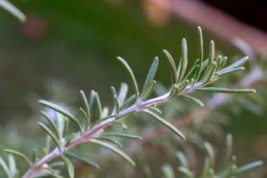 Biberiye dalına yakından bakınca ince yapraklarının canlı yeşil olduğunu görüyoruz. Arka plan bitkinin doğal rengini ve dokusunu artırarak tazeliğini ve sağlığını ön plana çıkarıyor..