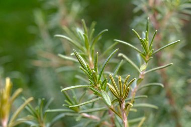 Bahçe ortamında gelişen taze biberiye filizlerinin yakın plan görüntüsü. Bitkiler güneş ışığını yakalıyor, parlak yeşil renklerini bulanık yeşil bir zemine karşı sergiliyorlar..