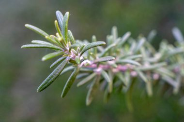 Taze bir biberiye filizinin yakından bakınca canlı yeşil yaprakları ve hassas yapısı ortaya çıkıyor. Bu bitki bir bahçe ortamında gelişiyor, mükemmel mutfak kullanımları sunuyor..