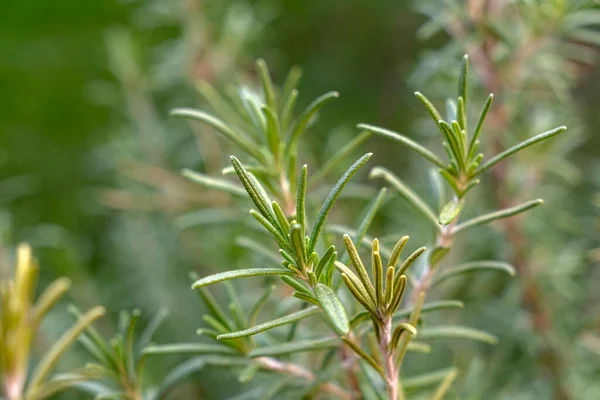 Bahçe ortamında gelişen taze biberiye filizlerinin yakın plan görüntüsü. Bitkiler güneş ışığını yakalıyor, parlak yeşil renklerini bulanık yeşil bir zemine karşı sergiliyorlar..