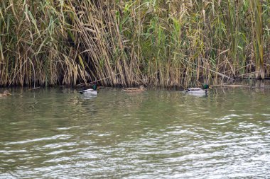 Ördekler, yemyeşil kamışlarla çevrili sakin bir nehirde yavaşça süzülür. Sahne, gündüz vakti huzurlu bir ortamda doğanın güzelliğini sergiliyor..