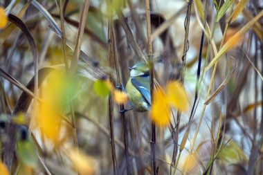 Eurasian blue tit bird with blue and yellow feathers sits quietly among tall grasses and autumn leaves. This peaceful scene captures the beauty of nature in soft light, highlighting the changing seasons.
