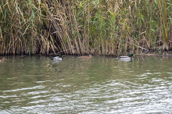 Ördekler, yemyeşil kamışlarla çevrili sakin bir nehirde yavaşça süzülür. Sahne, gündüz vakti huzurlu bir ortamda doğanın güzelliğini sergiliyor..