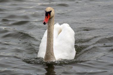 Güzel beyaz bir kuğu gölün sakin yüzeyinde sorunsuzca süzülür. Huzurlu ortam, sessiz bir öğleden sonra doğanın huzurunu gösteriyor..