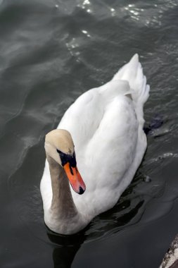 Güzel, beyaz bir kuğu, sakin su üzerinde zahmetsizce süzülerek parkta huzurlu bir öğleden sonranın tadını çıkarırken hafif dalgalanmalar yaratır. Güneş zarif tüylerini ortaya çıkarır..