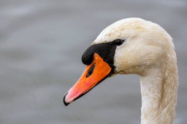 Bu güzel kuğu, pürüzsüz tüyleri ve canlı turuncu gagasıyla yakından gösteriliyor. Sakin su, arka planda günbatımının narin ışıklarını yansıtır..