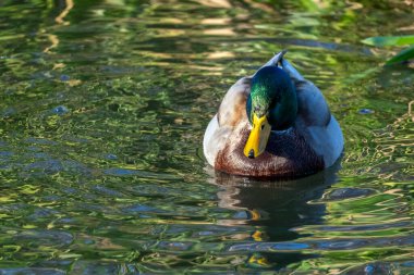 Bir yaban ördeği sakin bir gölette zarifçe süzülür, tüyleri berrak sulara doğru yansır. Bereketli yeşillik huzurlu manzarayı çerçeveler..