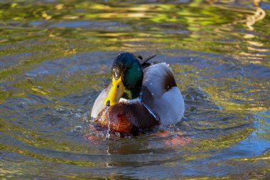 Renkli bir yaban ördeği sakin bir gölette yüzüyor. Güneş ışığı, suyun yüzeyinde dalgalanmalar yaratır ve ördeğin canlı tüylerini ortaya çıkarır..