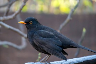 Siyah bir kuş, parlak tüylerini ve canlı turuncu gagasını gösteren bir dalın üzerinde duruyor. Güneş ışığı yaprakların arasından süzülerek huzurlu bir bahçe sahnesi yaratır. Parlak bir gün, parlak bir ışık var..