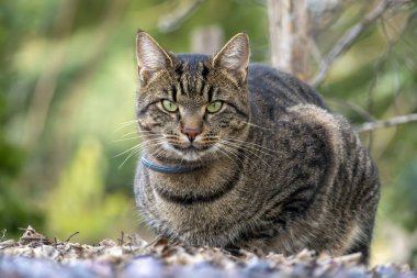 Çizgili bir kedi güneş ışığı altında yemyeşil bir bahçede sakince yerde oturur. Odaklanmış yeşil gözleri, doğa ve renkli yapraklarla çevrili..