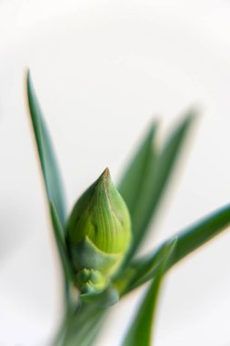 Bir bitkinin yeni gelişimine yakından bakıldığında çevreleyen yaprakları olan yeşil bir tomurcuk görülüyor. Arka plan hafiftir, tomurcuk için basit bir ayar oluşturur.