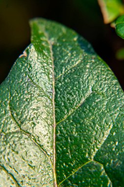 Yeşil bir yaprağın yakın görüntüsü onun yapısını ve dokusunu gösterir. Işık damarları ve yüzeysel detayları vurguluyor. Bu sahne doğal bir açık hava ortamında geçiyor..