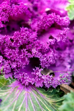 Sahne, mor fırfırlı kenarlı yapraklı bir bitkinin yakın çekimini gösteriyor. Renkler ve dokular bahçede ya da gündüz vakti doğal ortamda ilginç bir görüntü oluşturur..