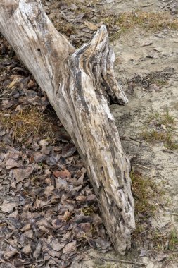 Kuru yapraklarla çevrili bir odun parçası yerde yatıyor. Sahne, güz mevsimini temsil eden ve doğal görünen bir açık hava alanı gösteriyor..
