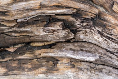 Ahşap bir yüzeye yakından bakınca doğal yapısını çizgiler ve çatlaklarla gösteriyor. Ahşap yıpranmış ve yaşlanmış görünüyor. Bu ayar orman ortamını yansıtıyor..