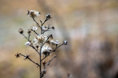 Beyaz çiçekli kurumuş bir bitkinin bulanık bir arka plana karşı tek başına durduğu görülüyor. Sahne sonbaharda doğanın dönüşümünü gösteriyor. Renkler soluk ve yumuşak.