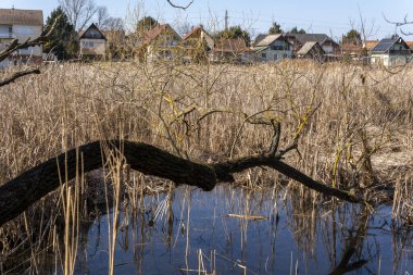 Kuru çimen manzarası ve suya yakın çıplak ağaçlar. Evler arka planda açık mavi bir gökyüzünün altında görülebilir. Bahar daha sıcak havayla başlıyor gibi görünüyor..