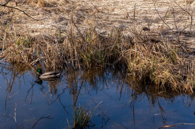 Bir ördek küçük bir gölde sessizce yüzer. Su, etraftaki uzun otları yansıtır. Baharın başlarındayız ve gökyüzü parlak güneş ışığıyla aydınlık..