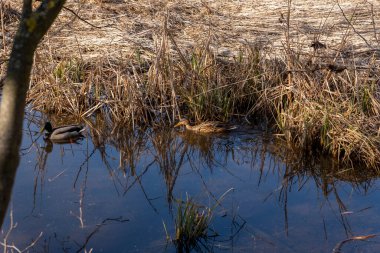 İki ördek su bitkileriyle dolu küçük bir gölette yüzüyor. Gölün etrafında kuru sazlıklar var, ve bahar zamanı güneş parlıyor..