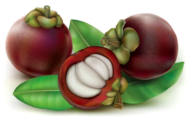 Mangosteen buah dengan potongan buah - Stok Vektor