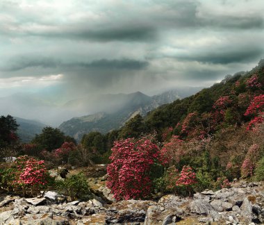 Çiçek açan ormangülü Himalayalar
