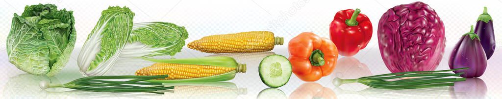 Horisontal collage of fresh colorfull vegetables for layout isolated on white transparent background. Mesh vector illustration
