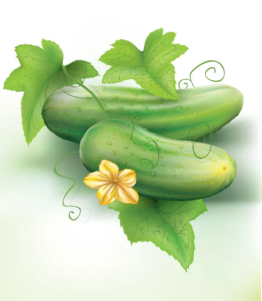 Cucumbers — Stock Vector