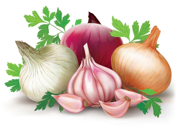Cipolle e aglio — Vettoriale Stock
