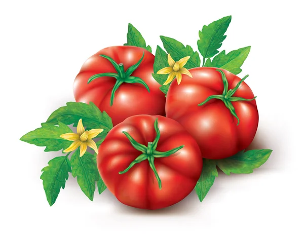 Tomat daun bunga - Stok Vektor