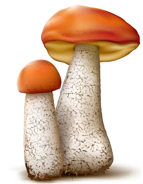 Leccinum mushrooms — Stock Vector