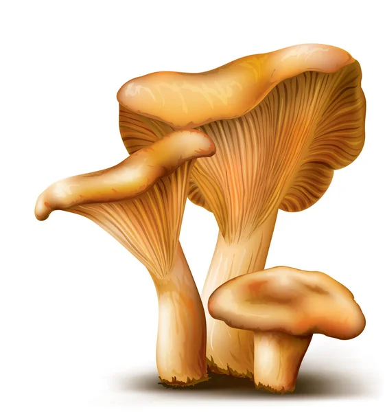 Mushrooms Chanterelle — Stock Vector