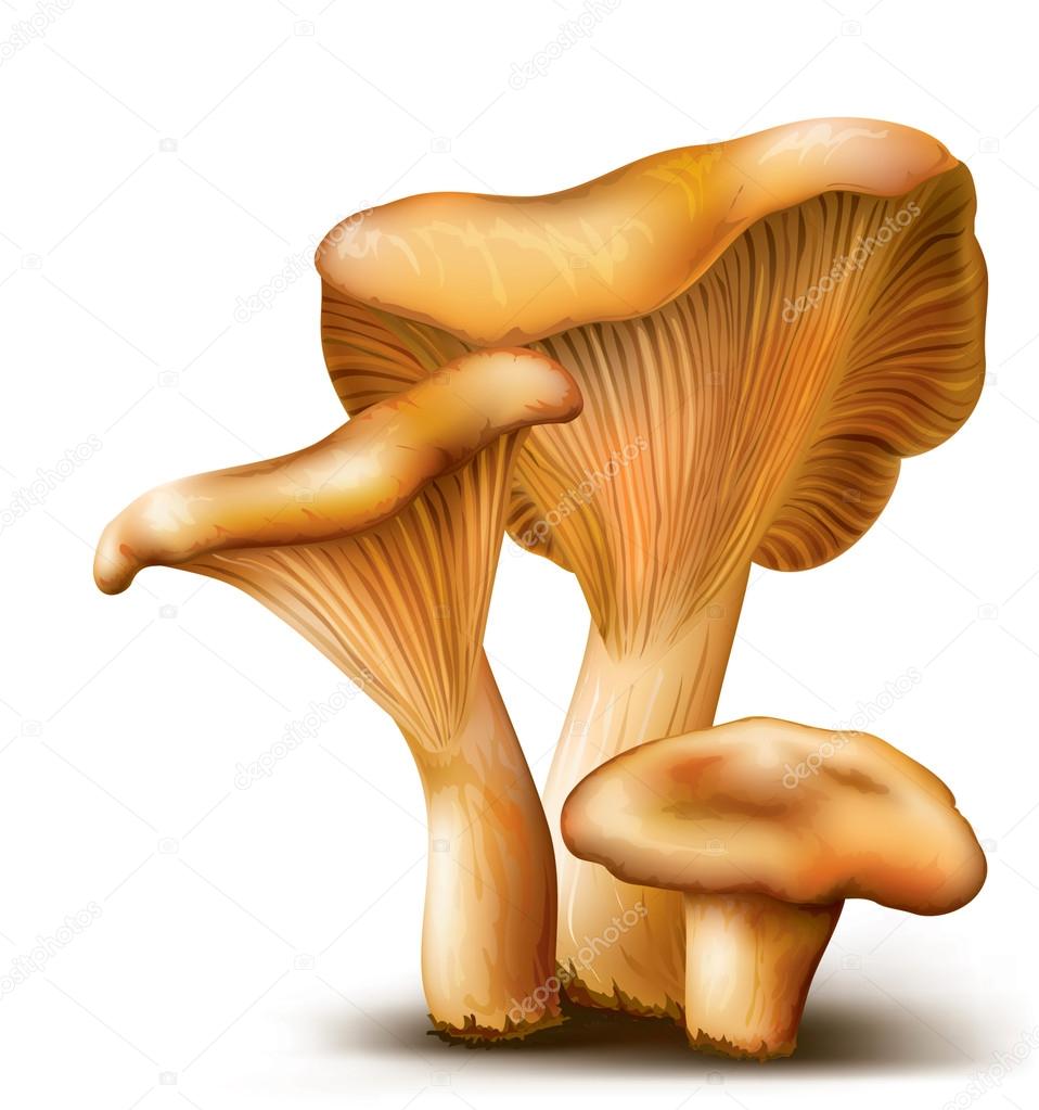Mushrooms Chanterelle