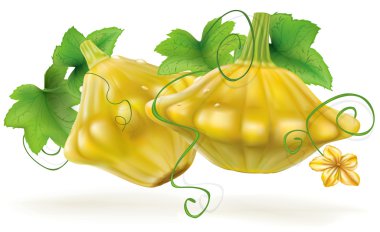 Patty Pan Squash