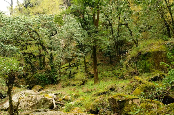 Bosque de montaña en el Himalaya indio —  Fotos de Stock