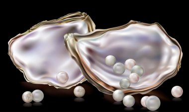 Pearls in the oyster shell clipart