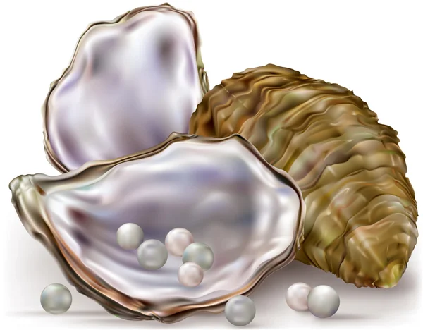 Oyster shell pearls — Stock Vector