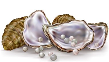 Pearls in the oysters on a white clipart