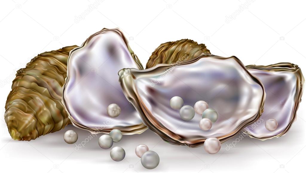 Pearls in the oysters on a white