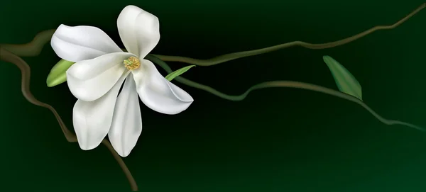 Magnolia blanca sobre fondo negro — Vector de stock