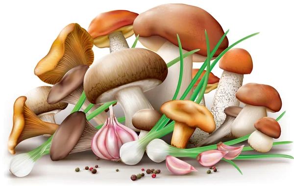 Different edible mushrooms — Stock Vector