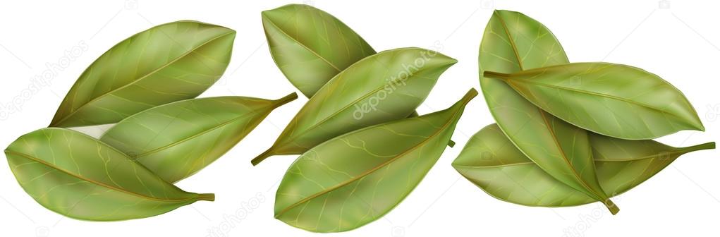 bay laurus leaves