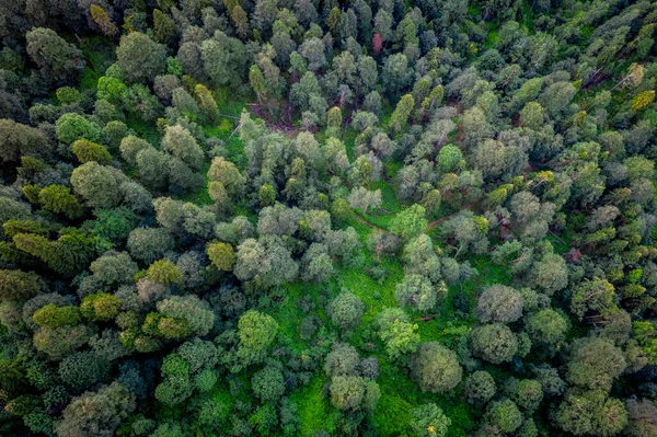 Hermosa Foto Panorámica Sobre Parte Superior Del Bosque Pinos Vista — Foto de Stock