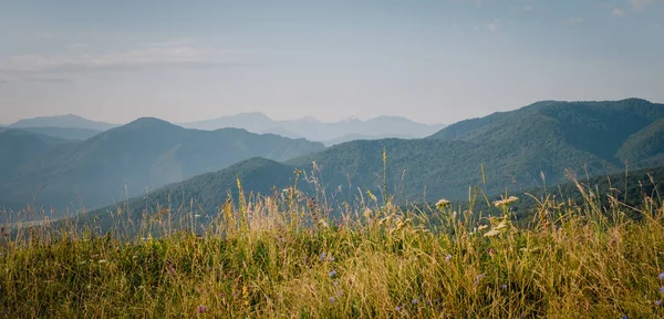 日出后的清晨晨雾中的山的轮廓 在前景中的青草和野花 高山夏季风景 — 图库照片